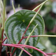 Image result for Peperomia molleri