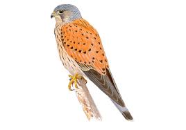 Colores en inglés colores básicos en inglés. Cernicalo Vulgar Seo Birdlife