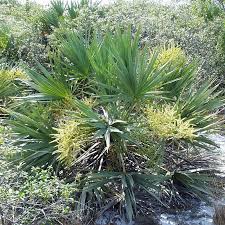 Image result for Serenoa repens