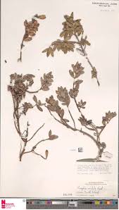 Image result for Enteropogon monostachyos