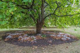 Silkworms are fed the leaves of morus alba or morus macroura. The Best Places To Find Magnificent Mulberries In London Country Life