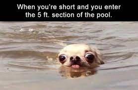 20 Chihuahua Memes That Are Too Funny Not To Laugh At I Can Has Cheezburger