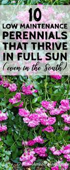 Check spelling or type a new query. Full Sun Perennials 17 Low Maintenance Plants That Thrive In Sun Gardening From House To Home Full Sun Perennials Flower Garden Plans Flower Garden In Front Of House