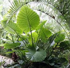 Plants House Plants Page 12 Hirt S Gardens Full Shade Plants Elephant Ears Shade Garden Plants