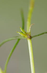 Image result for Zannichellia palustris