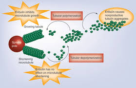 Image result for Eribulin