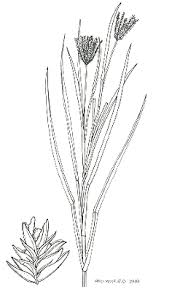 Image result for Eleusine coracana