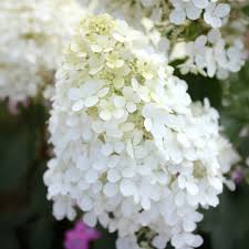 Image result for Basella paniculata