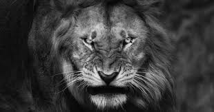  Free Download Black Lion Wallpaper High Quality Resolution To Your Iphone Or Android Free Download Black Lio Lion Photography Lion Hd Wallpaper Bird Wallpaper
