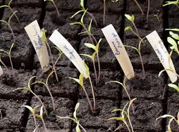 C'est le jour j ! 7 Secrets Pour Reussir La Culture Des Tomates Detente Jardin