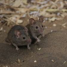 Rodent control in las vegas. Rat Rodent Control In Las Vegas