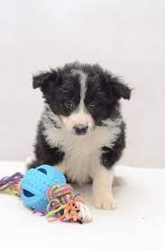 boris border collie welpe zu verkaufen hund kaufen osterreich