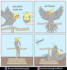 Funny Bird Memes Funny Birds Funny Parrots Funny Animal Memes