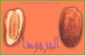 تمر الجرجودا قسم التمور مع الصور قسم التمور انواع الاسماك مع الصور معلوماتية نبات حيوان اسماك فوائد Tmr
