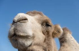 So why do camels store fat in these humps instead of having it spread equally throughout their bodies, like other mammals? 1 425 Humps Photos Free Royalty Free Stock Photos From Dreamstime