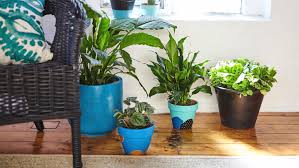 A frame design made it stand stable. How To Grow And Care For Indoor Plants Bunnings Australia