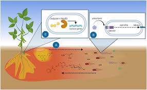 Mp michael phelps offers a variety of sport swimwear options for men and women. Frontiers Rhizobial Chemoattractants The Taste And Preferences Of Legume Symbionts Plant Science