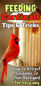 The Cardinal Bird Feeder What Works Best Best Bird Feeders Best Bird Feeders Backyard Birds Feeders Cardinal Birds