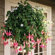 Invite delightful hummingbirds to your garden with these flowers by karen chapman. 25 Hanging Baskets You Ll Want To Plant Immediately Hanging Flower Baskets Hanging Plants Hanging Baskets