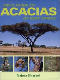 Image result for Acacia rovumae