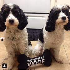 Mini Sproodles Sproodle Puppies Springerdoodle Doodle Puppy