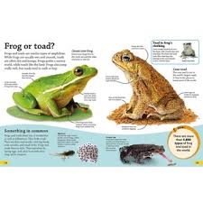 An update to google's expansive fact database has augmented its ability to answer questions about animals, plants, and more. Dk Findout Reptiles And Amphibians 9781465463104 Foreignpress
