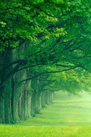 Love Natural Wallpaper Nature Wallpapers Nature Wallpapers Nature Background For Mobile 48682 Hd Wallpaper Backgrounds Download Photo nature backgrounds free download. love natural wallpaper nature