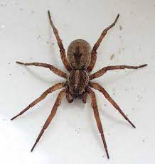 Wolf spiders prey on insects that are walking or resting on the ground. The Australian Wolf Spider Is It Dangerous