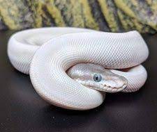 Blue Eye Lucy Super Mojave Ball Python Ball Python Python Pythons For Sale
