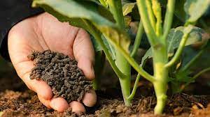 Liquid fertilizer many home gardeners use because of fast results, easy use, safe and many more ways to apply than dry chemical liquid fertilizer: When Should You Fertilize Indoor Plants La Residence Plant Care Tips And More