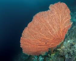 Image result for Amphiasma