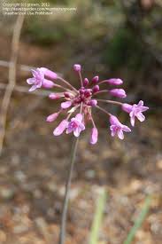 Image result for Tulbaghia fragrans