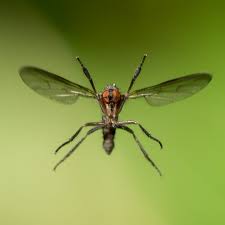 This guide walks you through the advantages of motion sensors in security systems. Using The Cognisys Insect Rig To Capture Images Of Insects In Flight