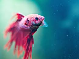 However, there are toys, treats and other supplies to make them healthy do not add any bag water to your aquarium. What Kind Of Water Is Best For Betta Fish Ultimatebettas