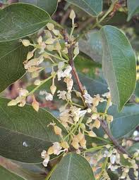 Image result for Connaraceae
