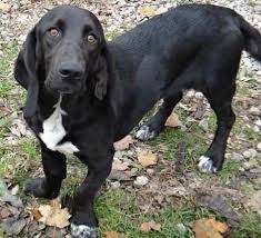 Black And White Greyhound Mix 16 Unreal Basset Hound Cross Breeds You Have To See To Believe In 2020 Basset Hound Mix Lab Mix Puppies Basset Hound