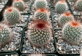 Image result for Dovyalis spinosissima