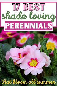 My job is usually to roam the aisles, answering questions. 17 Best Shade Loving Perennials That Bloom All Summer