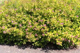 Image result for spirea japonica gold princess