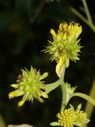 Image result for Verbesina