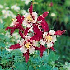 Pin On Garden Flowers