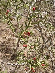 Pencil cactus have quite an interesting figure. Foraging Texas Cholla Pencil Cactus