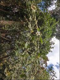 Image result for Kosteletzkya