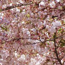 This is the most popular weeping cherry tree for a reason. Akebono Flowering Cherry Naturehills Com