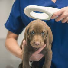 Find 4 listings related to all pets grooming in baton rouge on yp.com. O Neal Lane Pet Hospital Baton Rouge La 70816 Our Services Microchipping