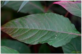 Image result for Celosia stuhlmanniana