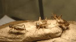Top 30 Crickets Chirp Gifs Find The Best Gif On Gfycat
