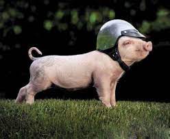 Born To Be Wild Funny Pigs Cute Baby Animals Cute Baby Pigs