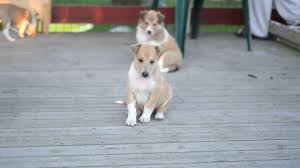 Ckc member breeders are required to adhere to mandatory standards and requirements relating to the proper breeding, maintenance and selling of their puppies outlined in the. Smooth Collie Puppies 5 Weeks Youtube