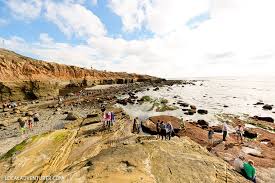 Amazing Sea Life At Cabrillo National Monument Tide Pools